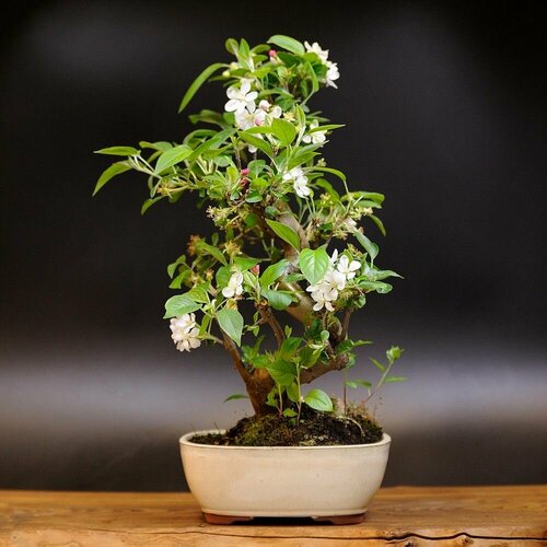 Бонсай Яблоня, 47см, 20 лет