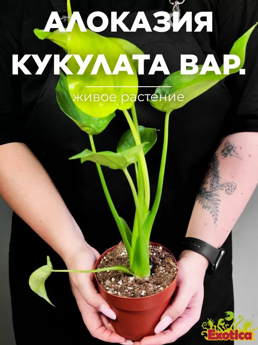 Алоказия Кукулата Вариегатная (Alocasia Cucullata Variegated) D12см домашнее растение