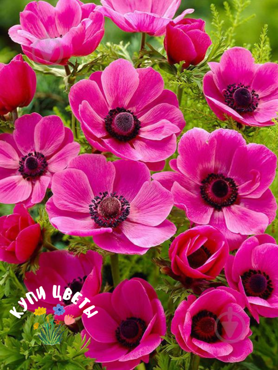 Луковицы цветов купи цветы Анемона SYLPHIDE (10 луковиц) розовый