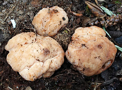 Трюфель белый итальянский на компосте мицелий  деликатес (60 мл.)