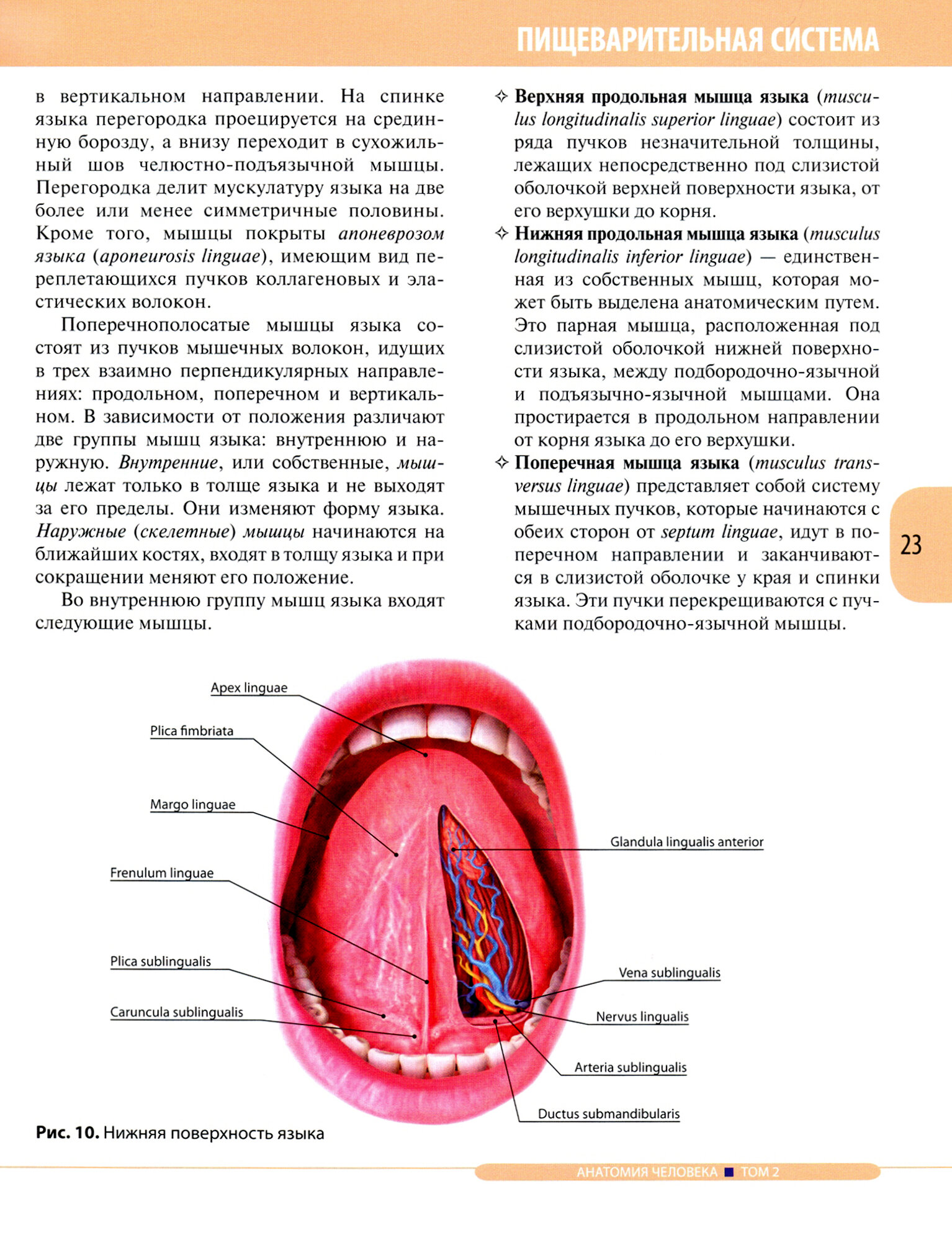 Анатомия человека. Учебник в 3-х томах. Том 2. Спланхнология и сердечно-сосудистая система - фото №7