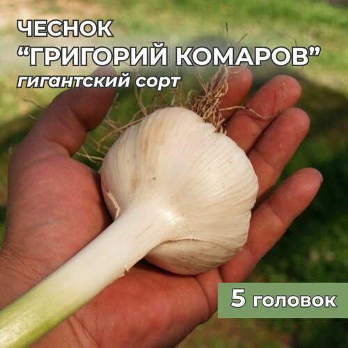 Гигантский чеснок Григорий Комаров на посадку 5 головок серый