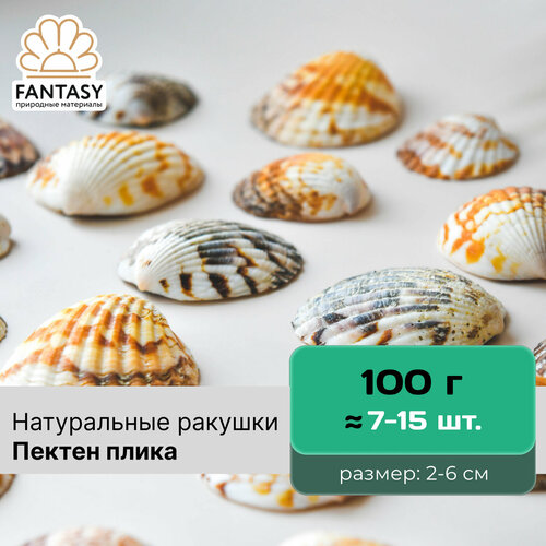 Натуральные морские ракушки FANTASY Пектен плика размер - 2-6 см отборные набор весом 100 г 7-15 шт 310₽