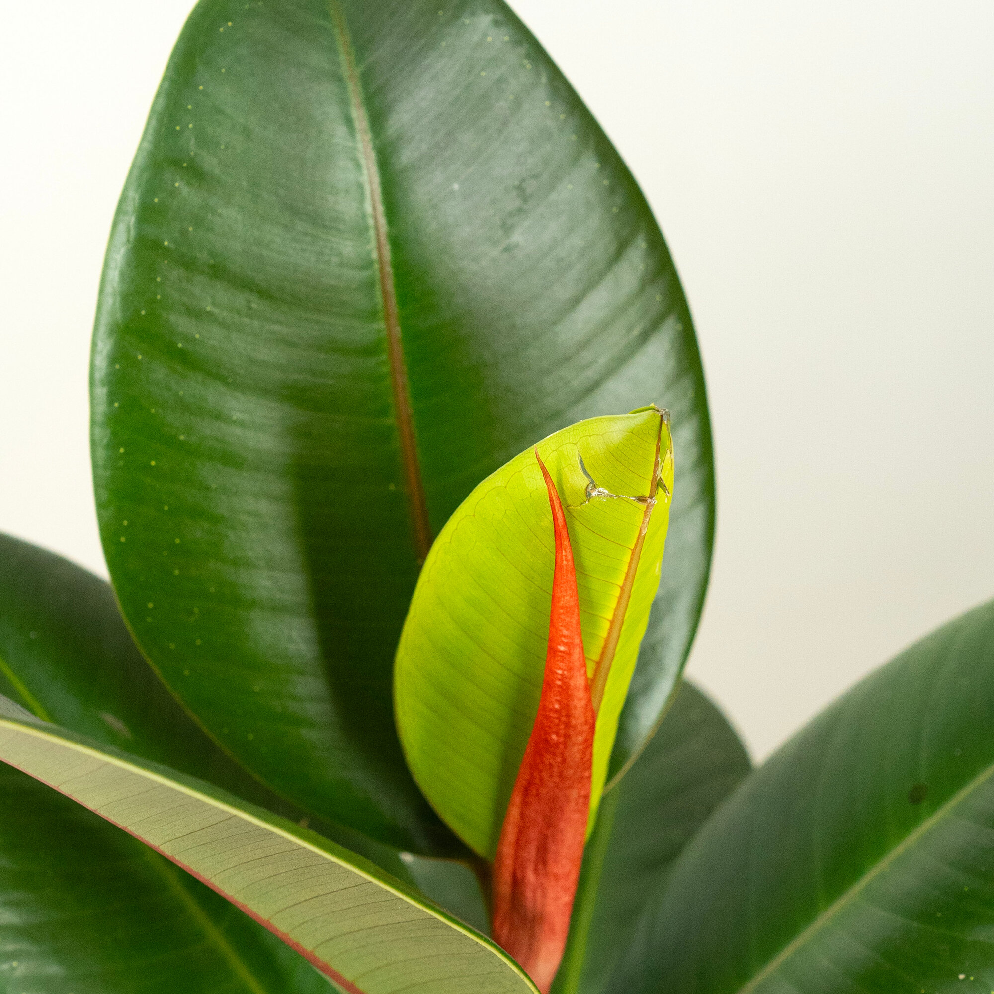 Фикус домашний , Фикус Эластика в стильном кашпо — фото 1