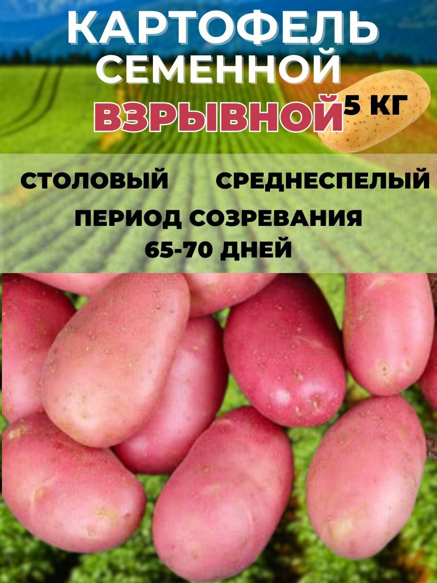 Картофель семенной, на посадку