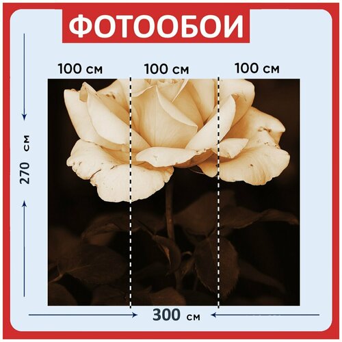 Фотообои Цветок роза белый 300x270 см флизелиновыена стену 3940₽