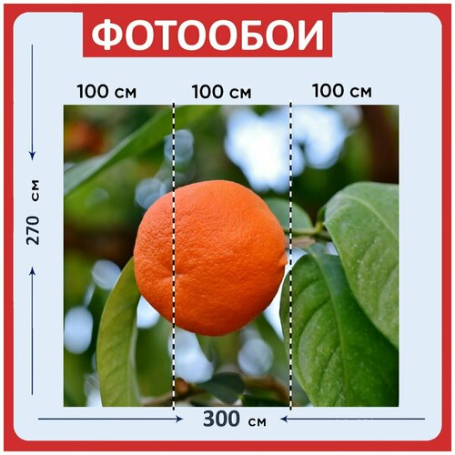 Фотообои Апельсин оранжевый апельсиновое дерево 300x270 см флизелиновыена стену 3960₽