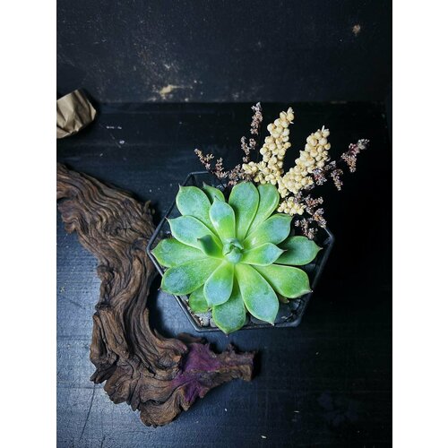 Флорариум от Flolefor с суккулентом 