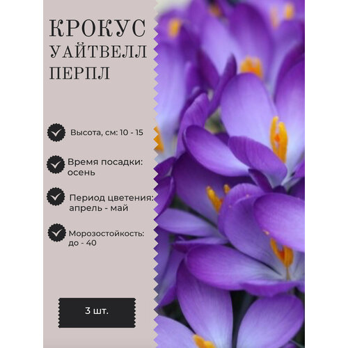 Крокус луковицы многолетних цветов