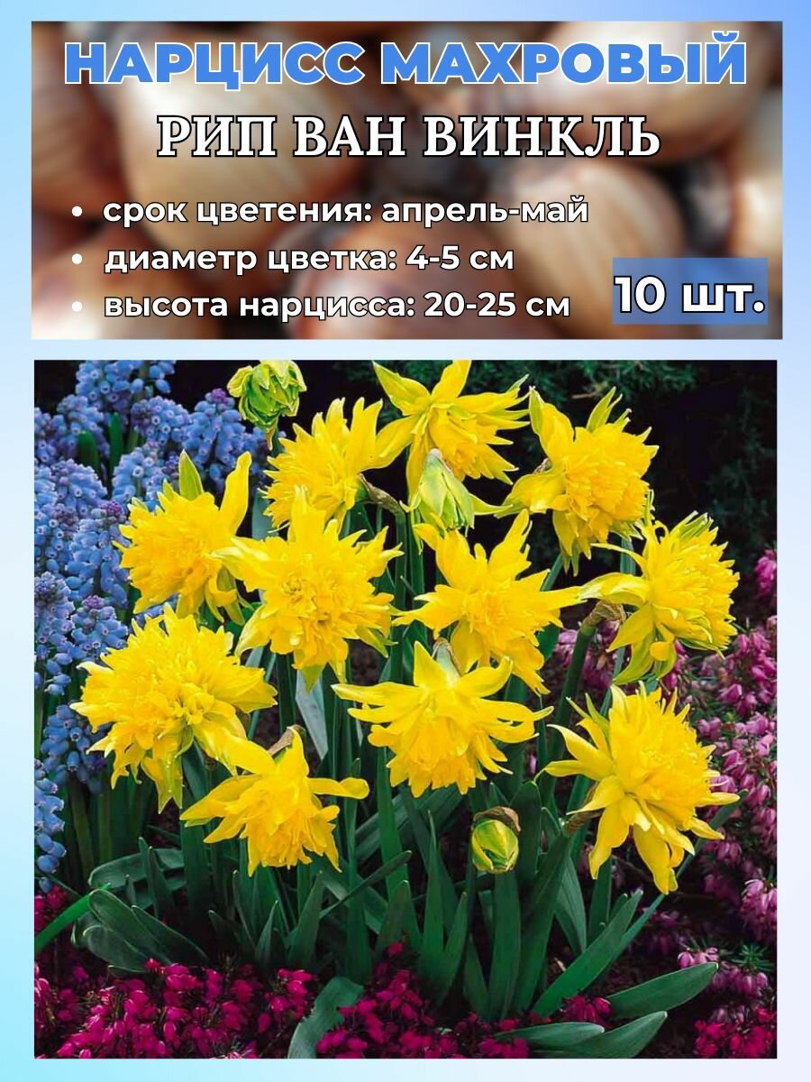 Нарцисс махровый луковицы 10 штук
