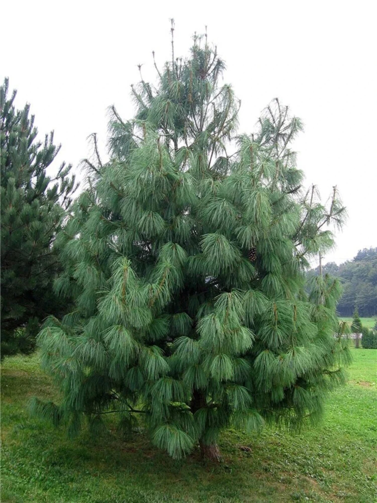 Сосна Гималайская (pinus wallichiana) / саженец сосны, многолетнее растение