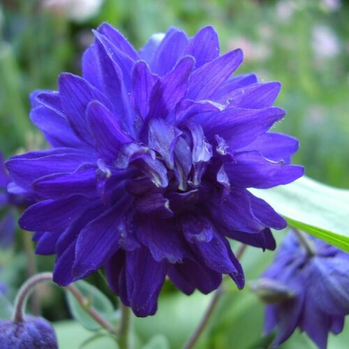 Аквилегия Блу Барлоу аквилегия тауэр темно синяя семена цветы