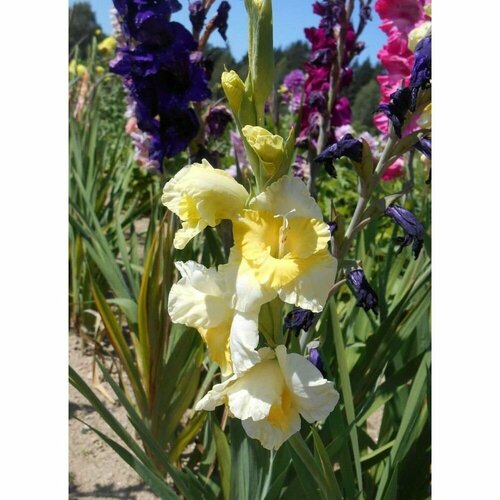 Гладиолус Багги 5 шт 1049₽