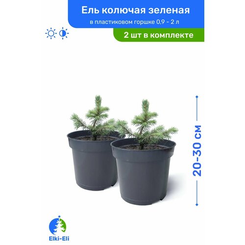 Ель колючая зелёная 20-30 см в пластиковом горшке 0,9-2 л, саженец, хвойное живое растение, комплект из 2 шт