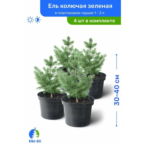 Ель колючая зелёная 30-40 см в пластиковом горшке 1-3 л, саженец, хвойное живое растение, комплект из 4 шт