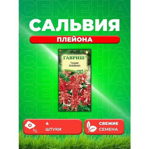 Сальвия Плейона, 4шт, Гавриш, Цветочная коллекция гавриш сальвия плейона карликовая 4 семени