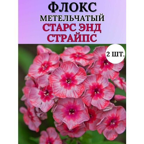 Флоксы саженцы, метельчатые, многолетние цветы 2шт.