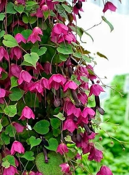 Семена родохитон Родос