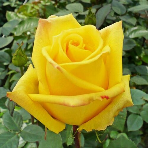 Изображение товара Роза чайно-гибридная Мохана , 1 саженец , многолетняя , желтая