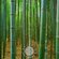 Семена Бамбук Мосо (лат. Phyllostachys edulis Moso) 40шт от Green...