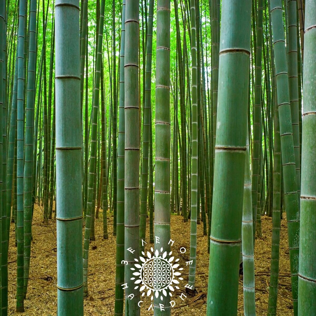 Семена Бамбук Мосо (лат. Phyllostachys edulis Moso) 40шт от Green Legacy
