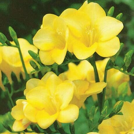 Фрезия гибридная махровая йеллоу 1шт