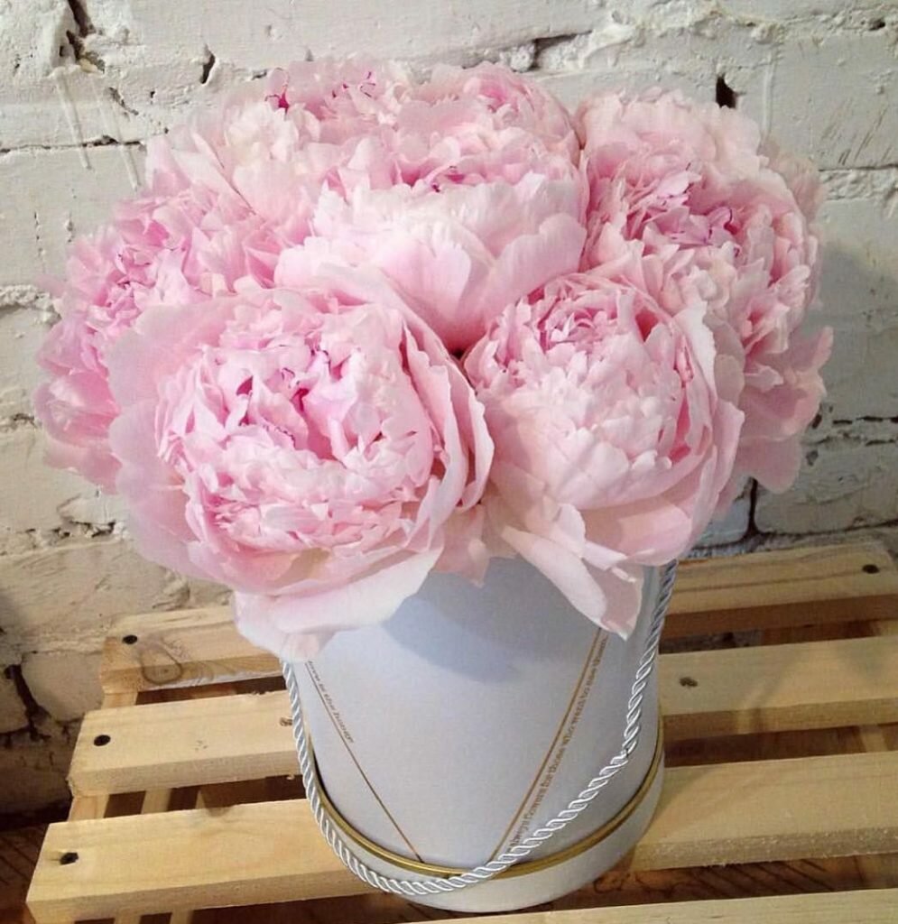 Пионы розовые в коробке 7 штук / Пионы розовые/ Доставка пионов Москва