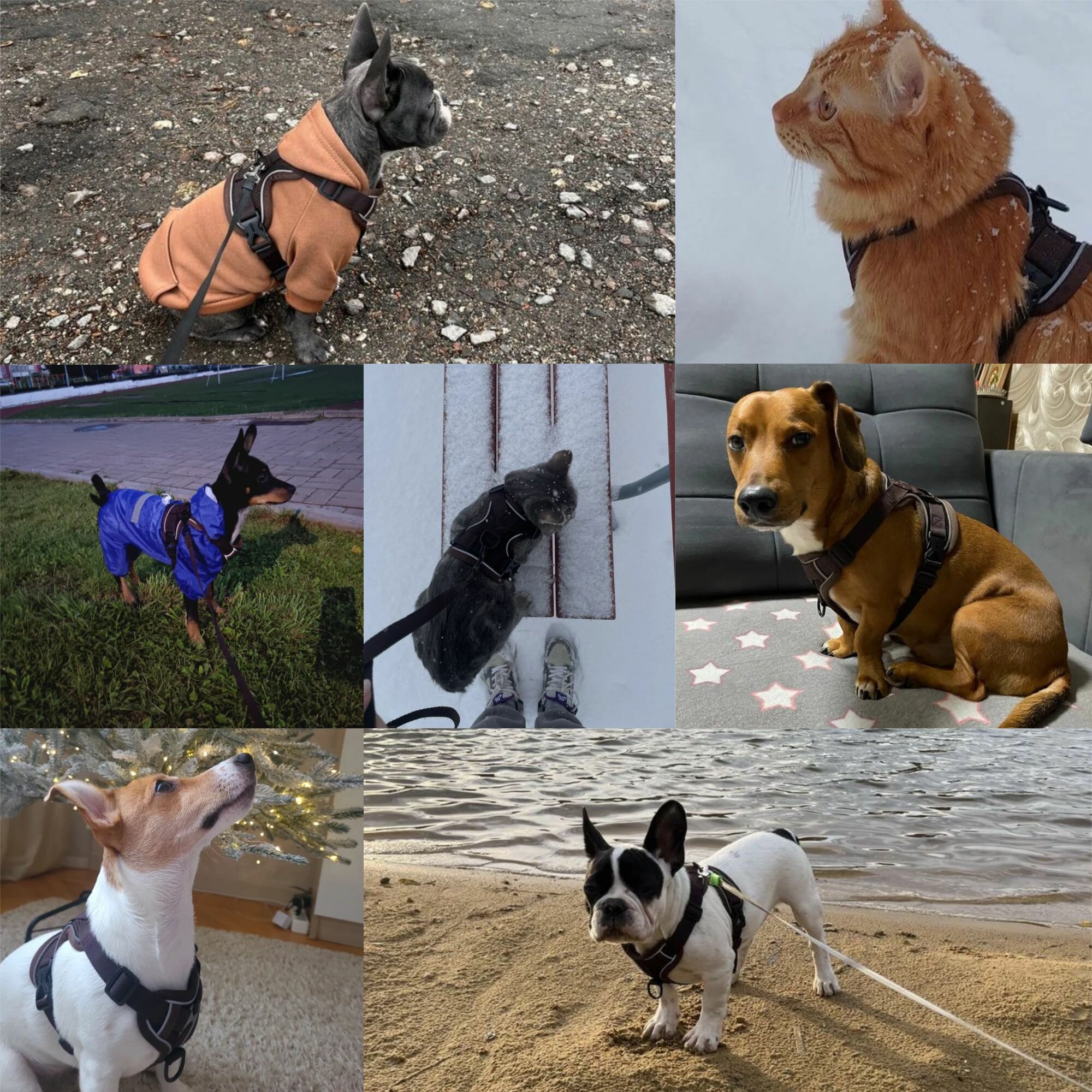 Картинки Шлейка-Праздничные подарки-Праздничные подарки