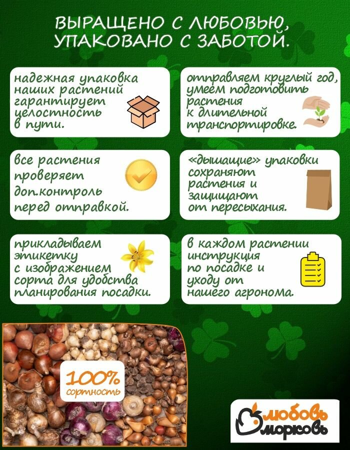 Тюльпан Луковицы очищенные Микс сортов 50шт