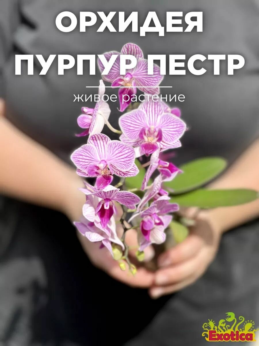 Орхидея Мини Фаленопсис Пурпурная Пестрая (Phalaenopsis Multiflora) D6см