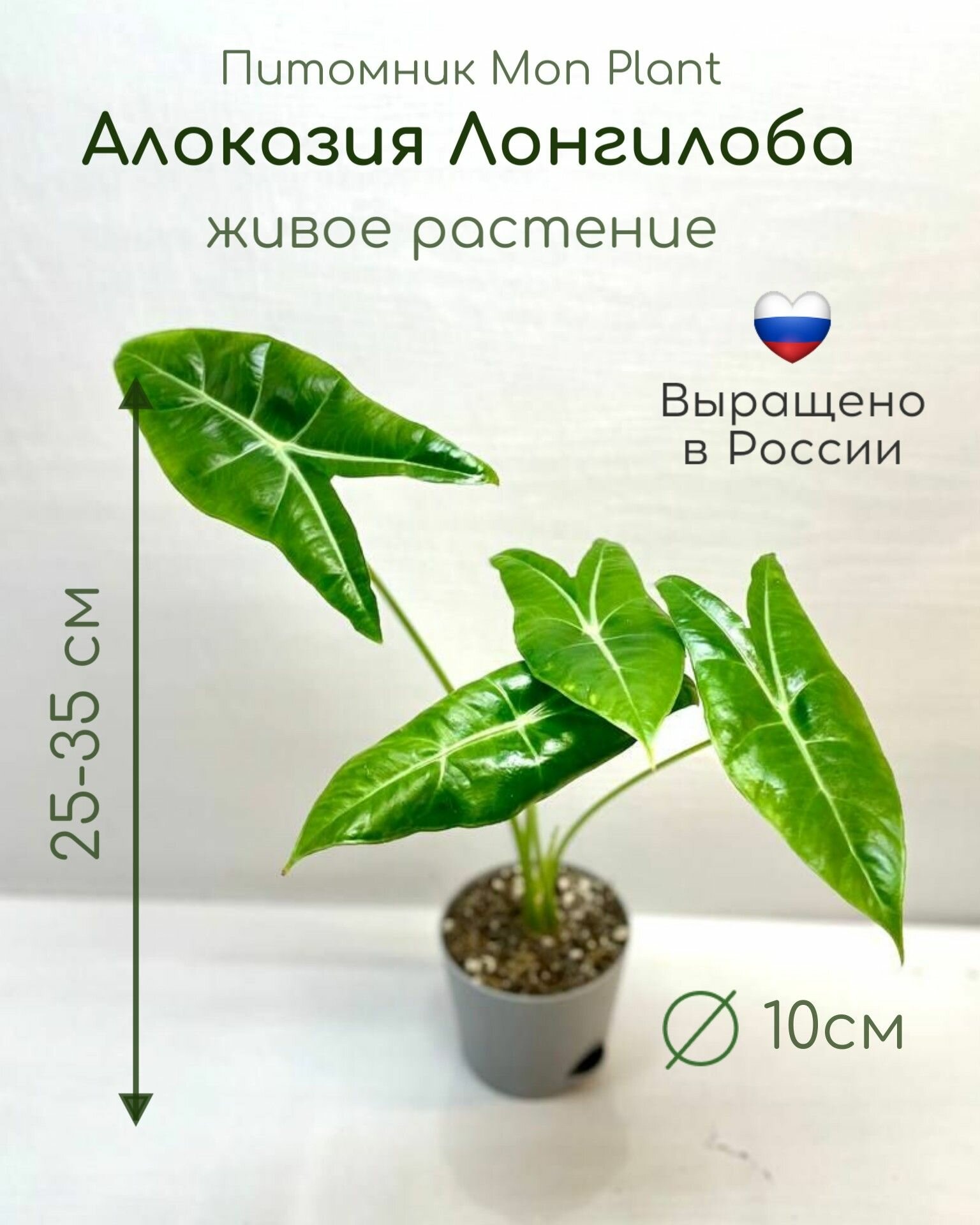 Алоказия Лонгилоба (Alocasia Longiloba) живое растение в горшке 10 см