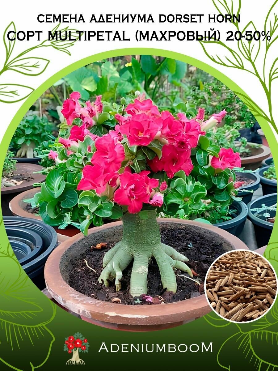 Семена адениума Dorset Horn сорт Multipetal 20-50% (2шт.) /семена редких комнатных цветов суккулентов многолетних цветущих растений/AdeniumBoom