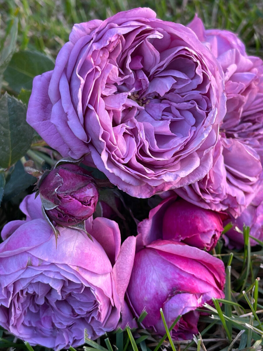 Розы чайно-гибридные "Блю Скай Фри" 2 саж фиолетовые многолетние