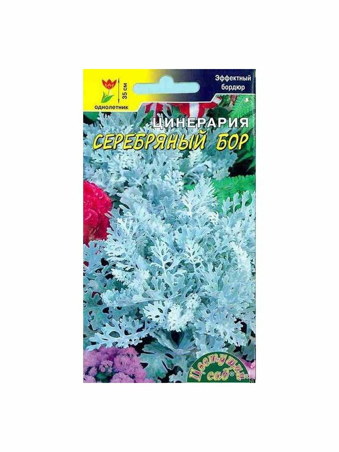 Семена Цинерария Серебряный бор однолетник Цветущий Сад 1 пачка - 0.1г семян