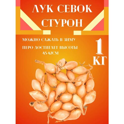 Лук Севок сорт 