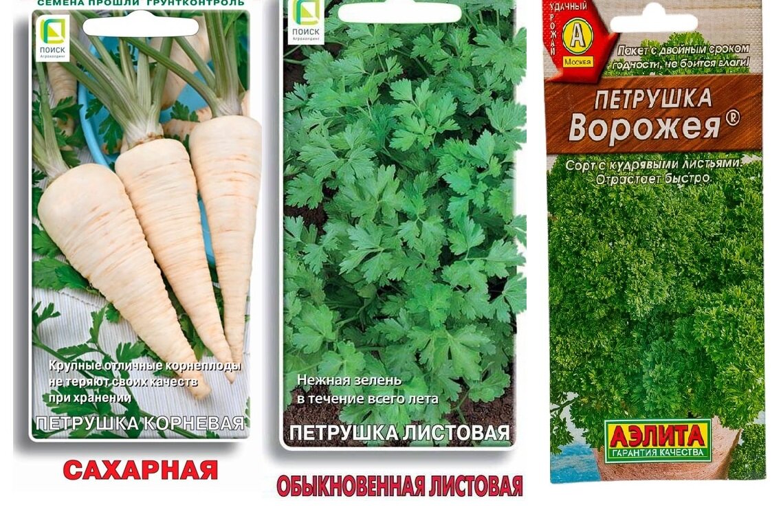 Набор семян петрушки "Вершки и корешки" (Петрушка Ворожея, Корневая Сахарная, Обыкновенная листовая)