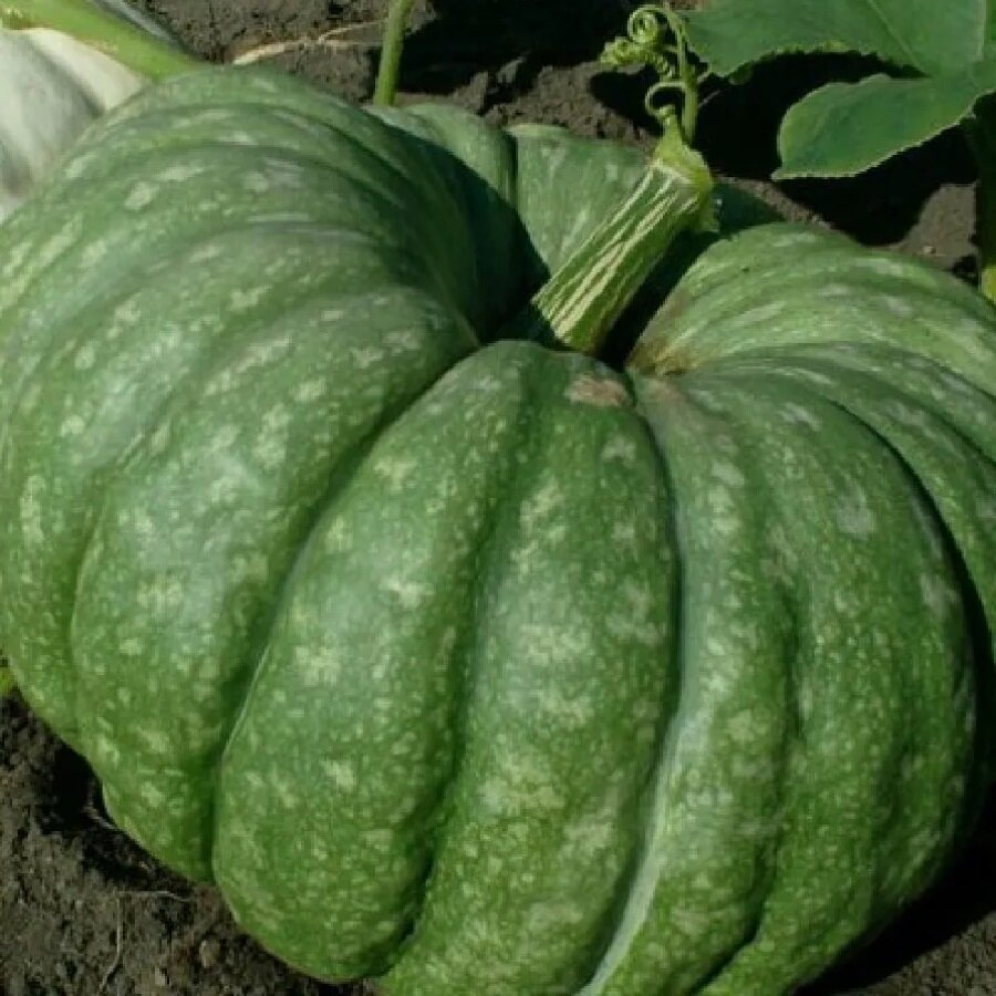 Семена Deodar SEEDS COMPANY Тыква крупноплодная Бюргер 5 шт.