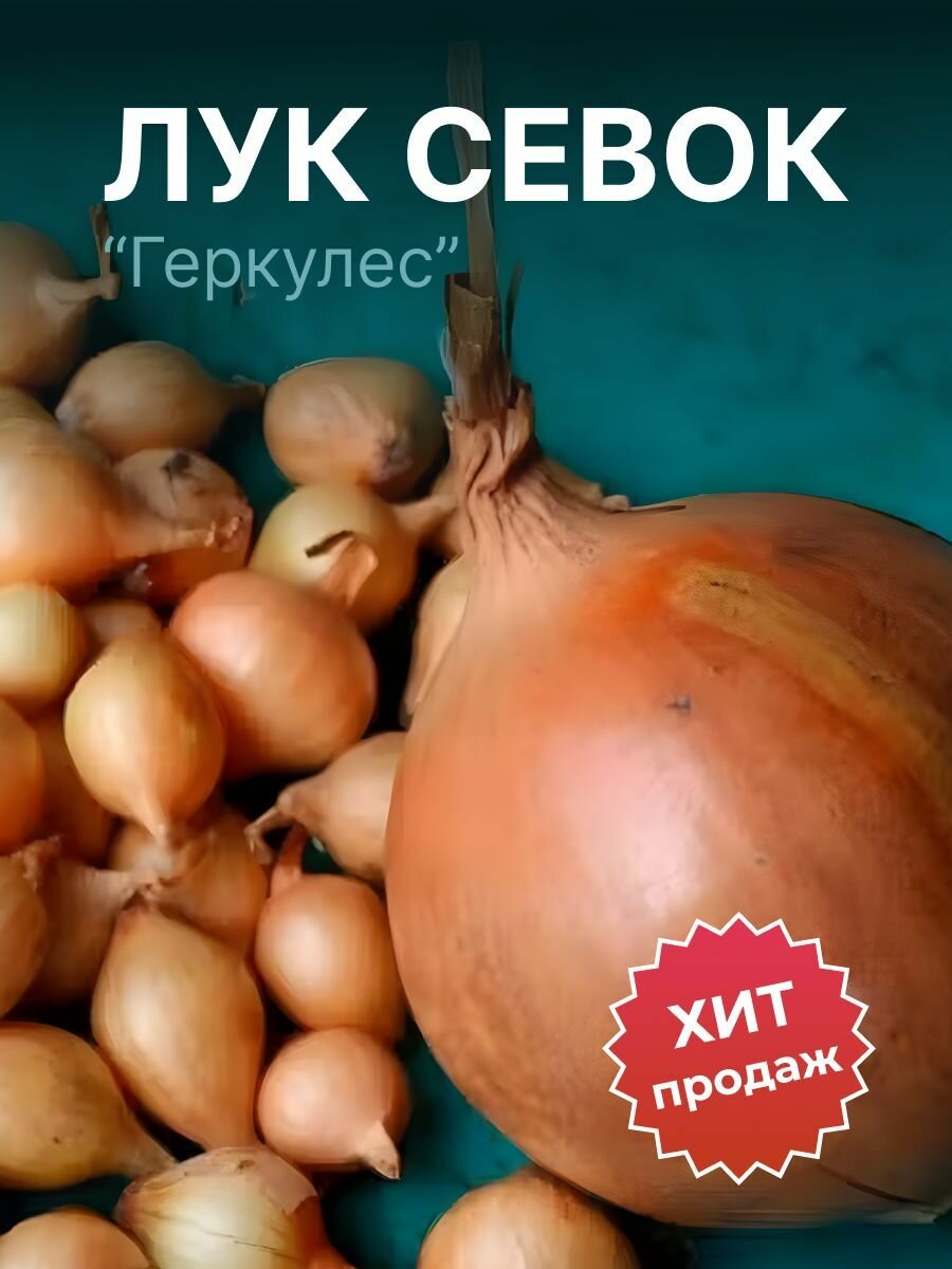 Лук севок на посадку 