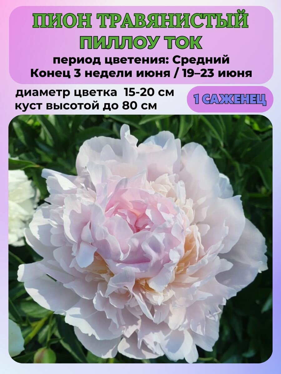 Пион травянистый Пиллоу Ток корень 1 штука