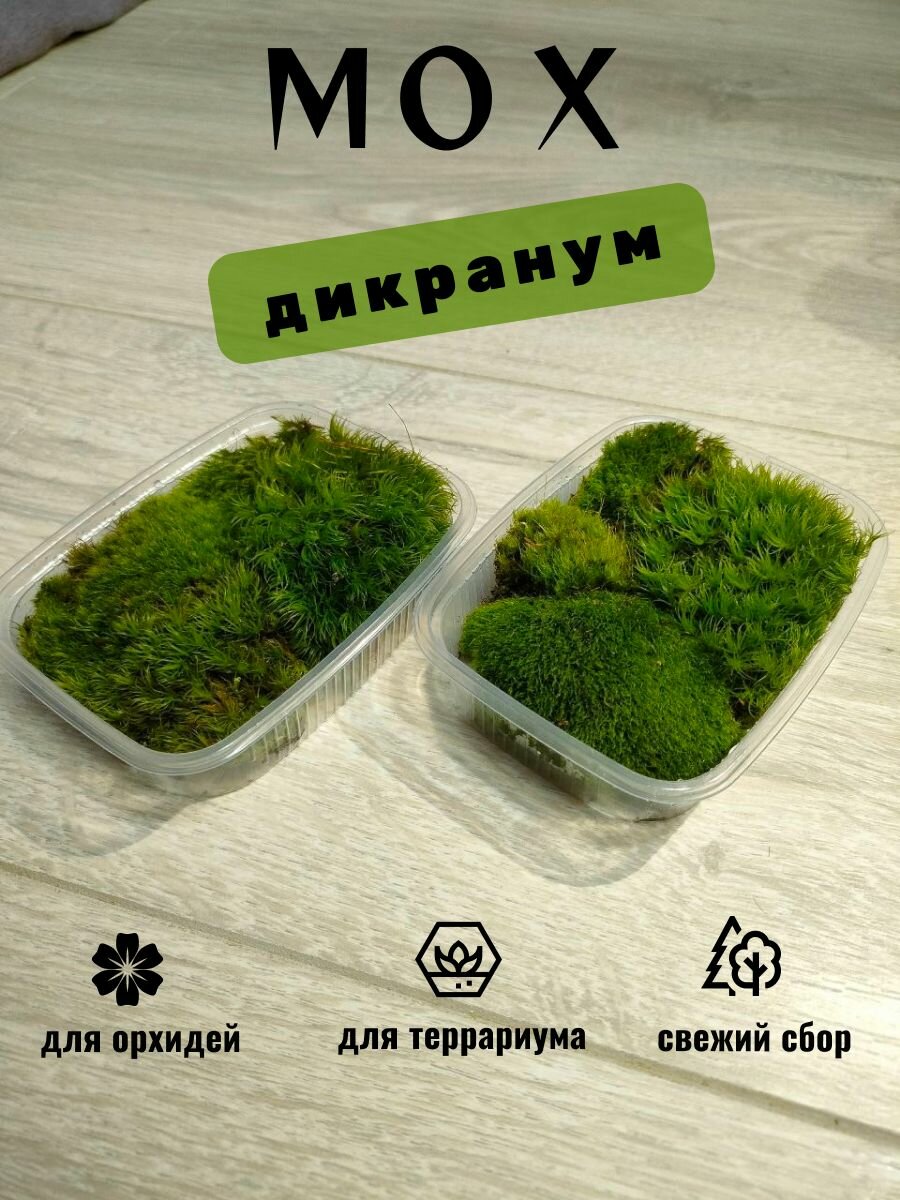 Мох дикранум для орхидей и террариумов свежий лесной