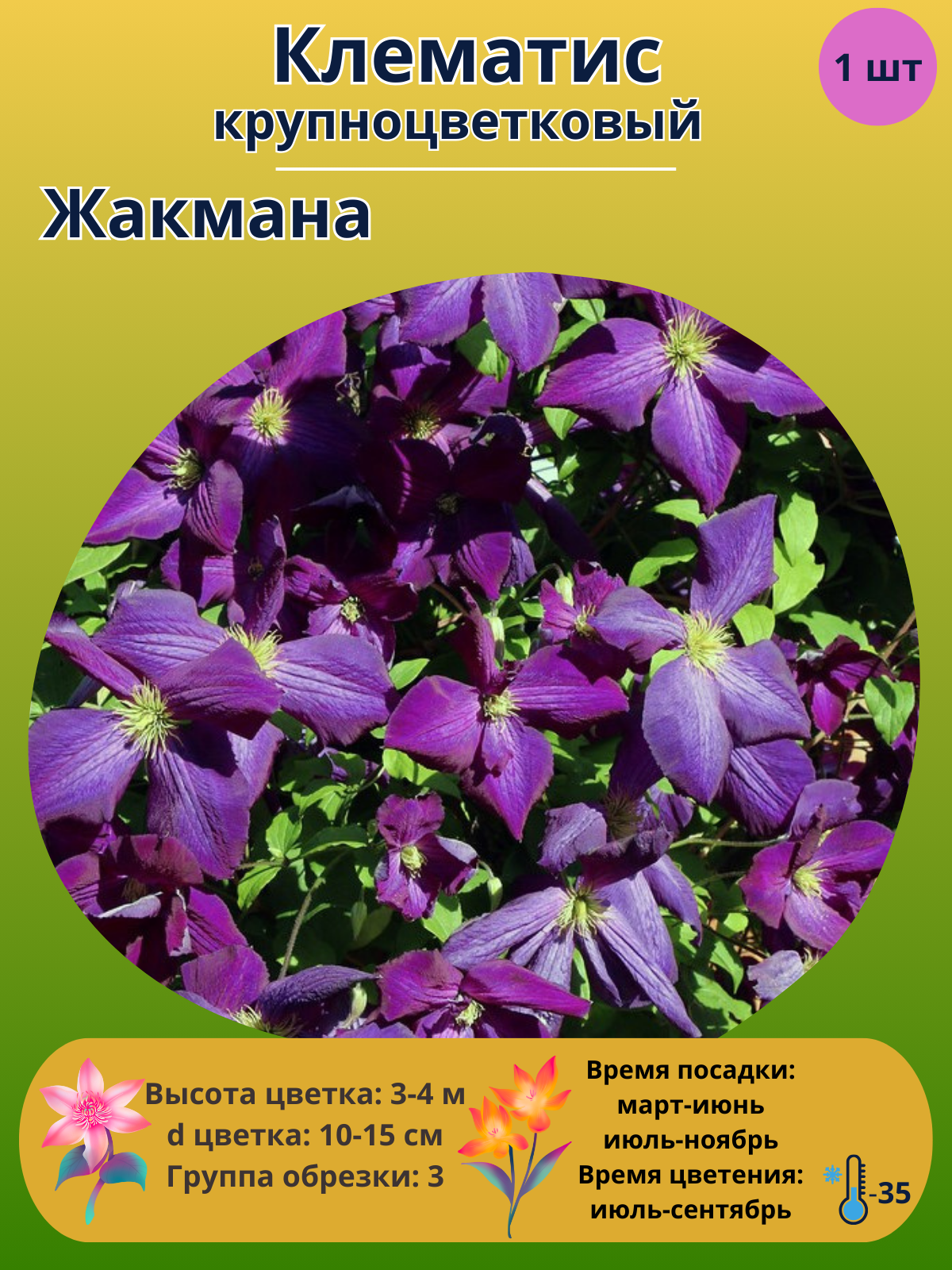 Клематис крупноцветковый Жакмана, многолетние цветы