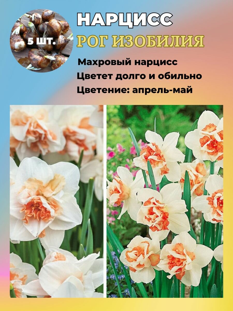 Нарцисс махровый луковицы 5 штук