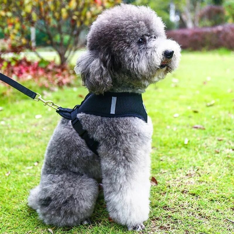 Картинки Шлейка для животных мелких пород анатомическая размер М, черная