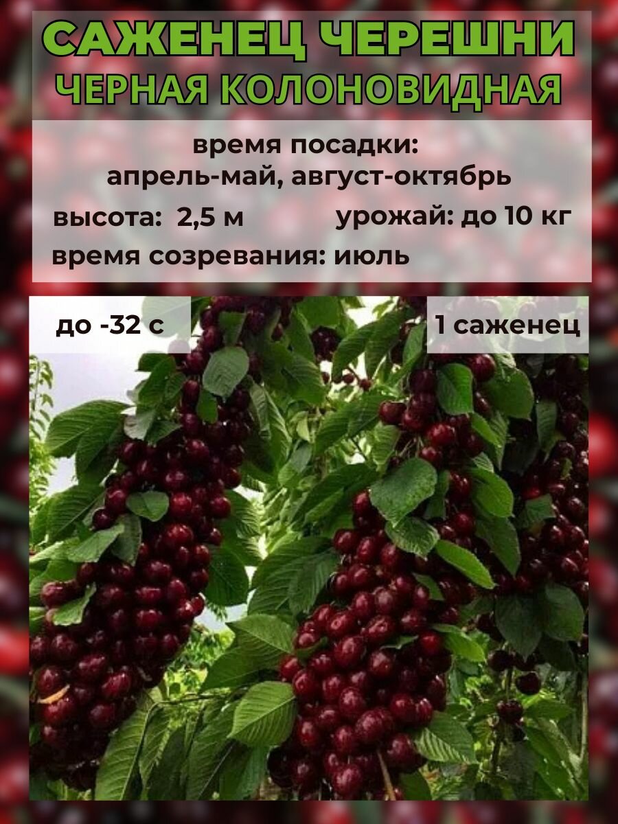 Черешня Черная колоновидная, саженец 1 штука