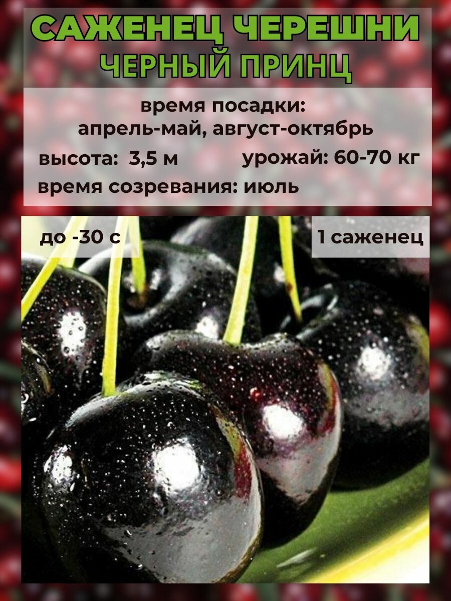 Черешня Черный принц, саженец 1 штука