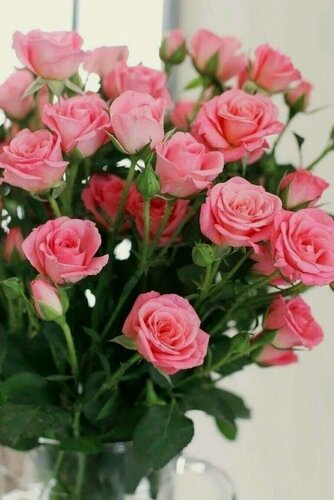 Изображение товара Роза спрей Виктория (Victoria) / 1 шт, непрерывноцветущий сорт