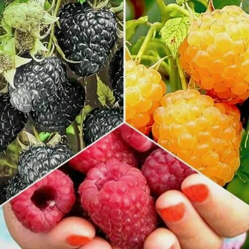 Изображение товара Комплект "Ягодная трилогия" из 3 сортов / морозостойкие, высокоурожайные