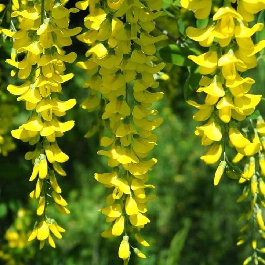 Семена Deodar SEEDS COMPANY Карагана древовидная 20 шт.