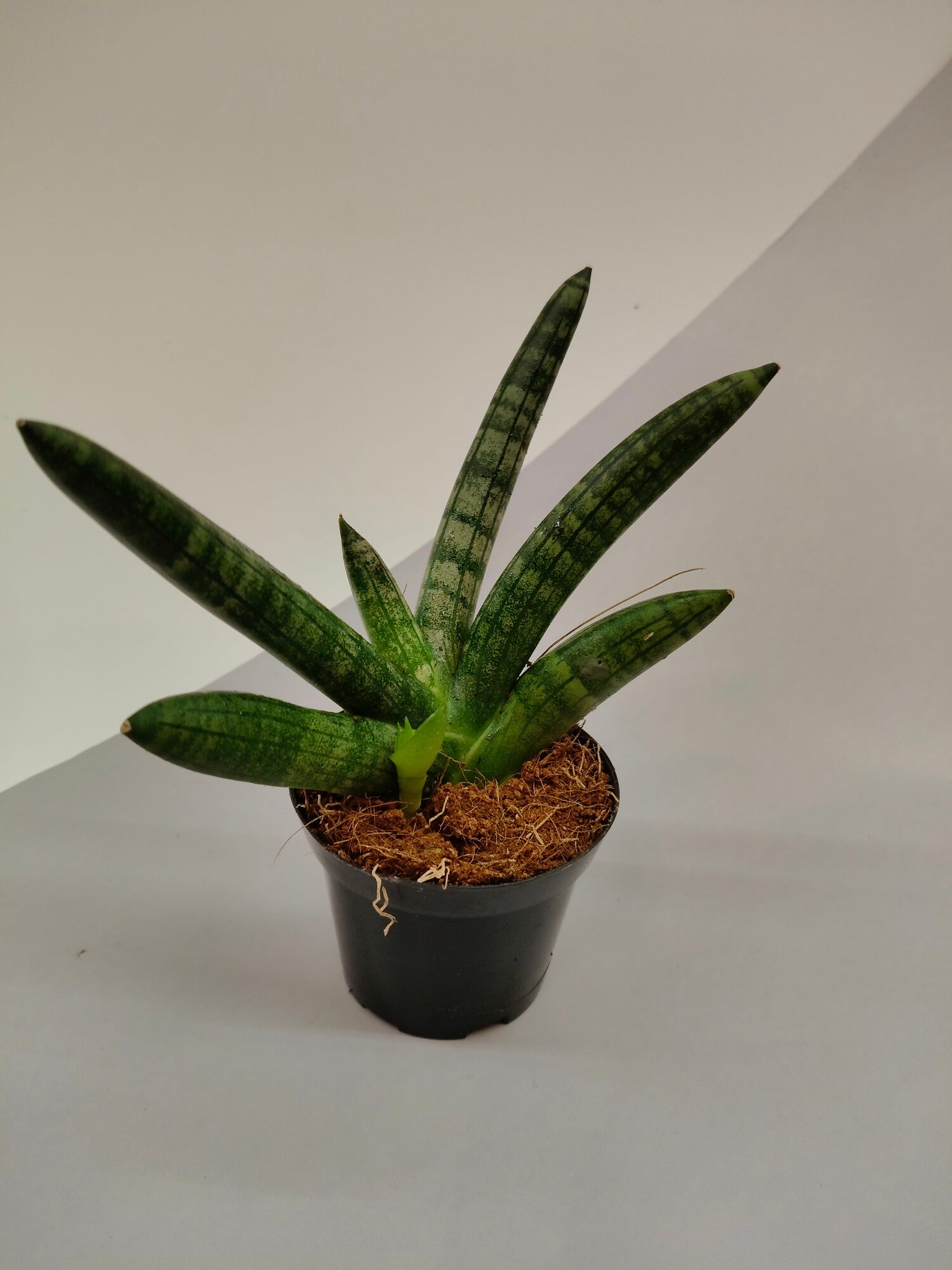 Комнатное растение Сансевиерия Бонселенсис (Sansevieria Boncel), Неприхотливый суккулент, очищающий воздух — фото 1