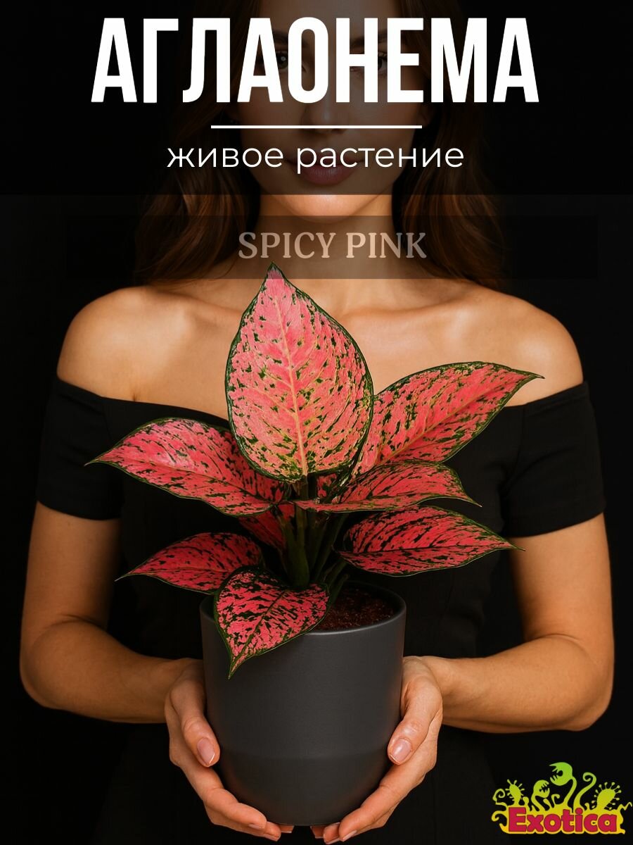 Аглаонема Спайси Пинк (Aglaonema Spicy Pink) D12см живое растение